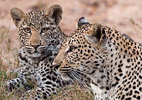 Leopard female with cub